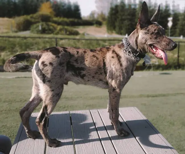 Blue Heeler Pitbull Mix: The and Loyal Mix Bully Daily