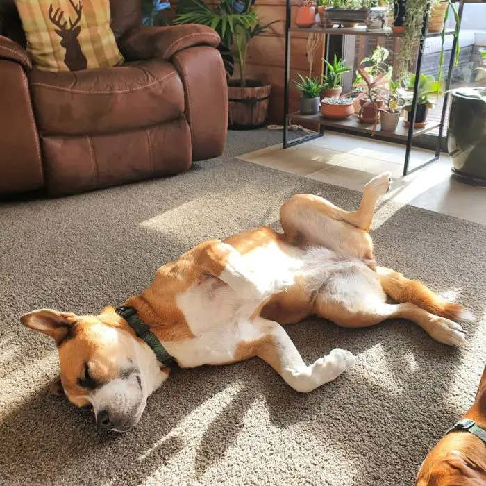 dog sleeping on carpet