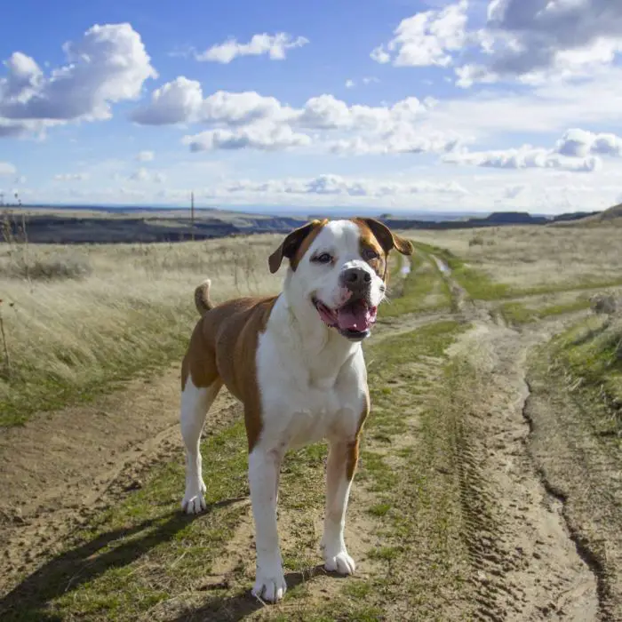 handsome dog on a trail