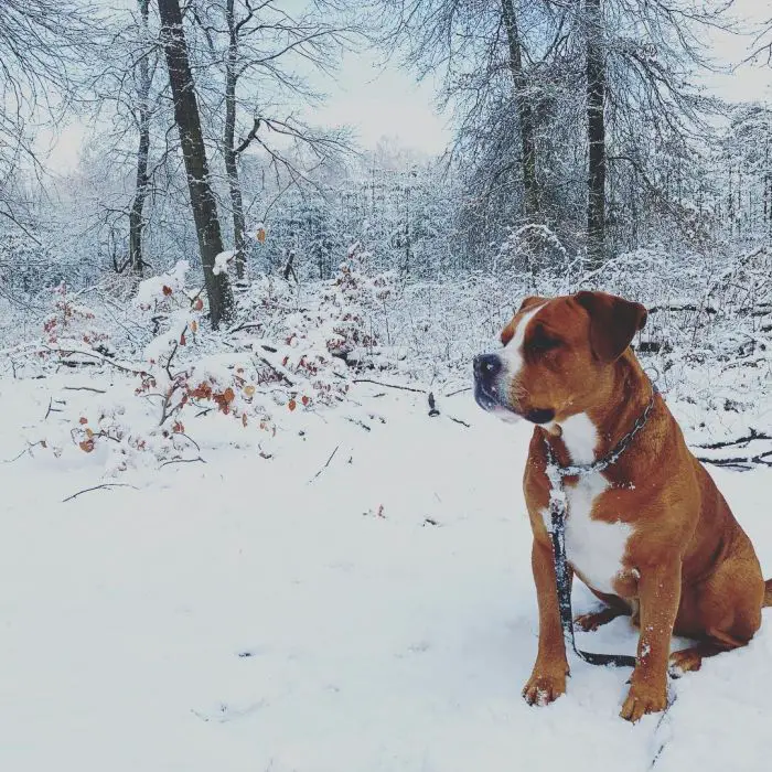 a powerful dog sitting on snowy mountain