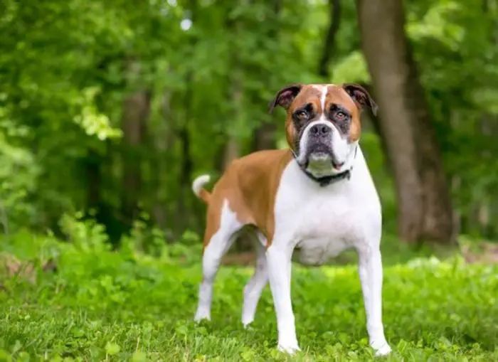 adorable mixed breed outdoors on the woods