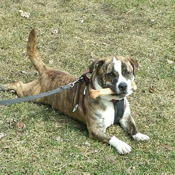 mixed breed dog playing in the grass