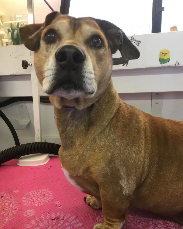 bulldog mix staring at the camera