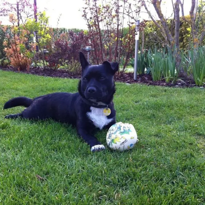 black dog playing on grass