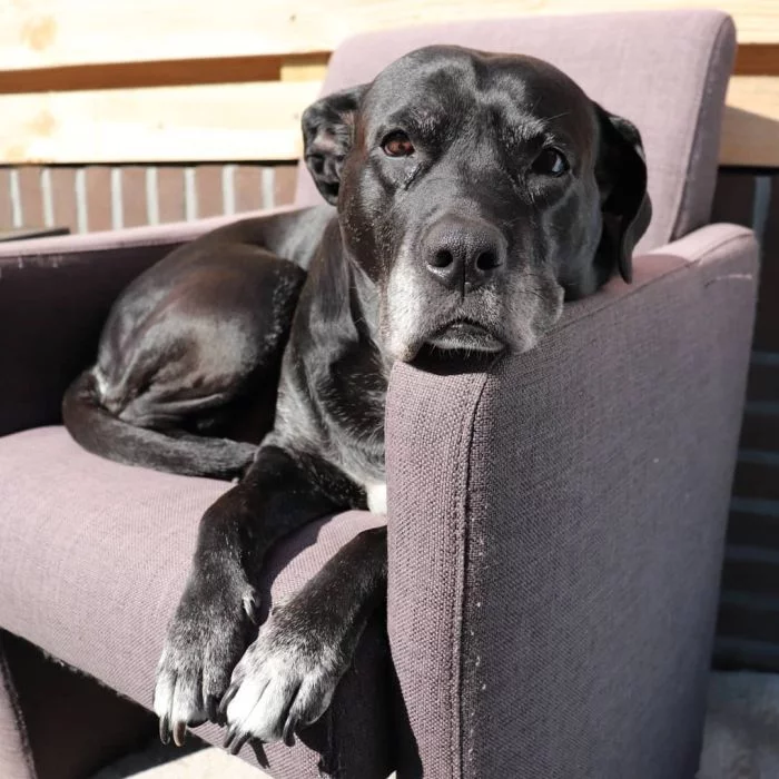 big black mixed breed on sofa