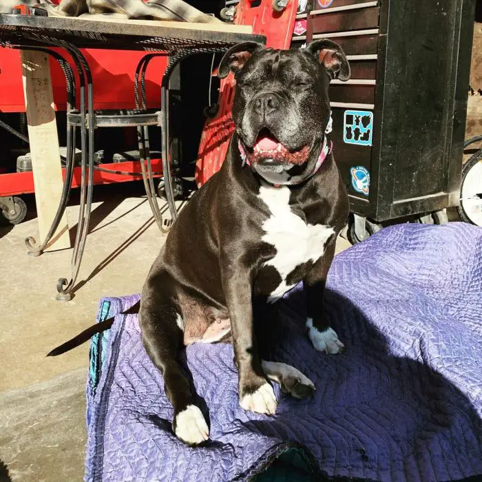 black dog sunbathing