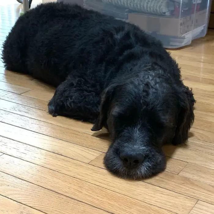 big black dog sleeping on the floor
