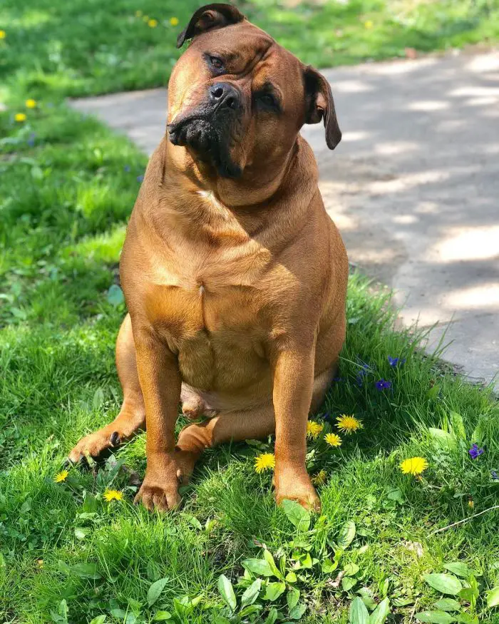 chubby brown dog