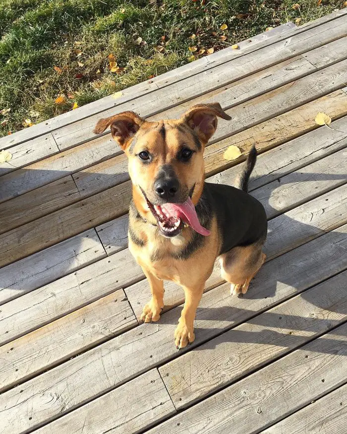 dog on patio