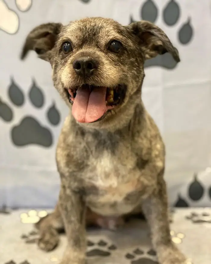 cute bulldog shih tzu mix puppy