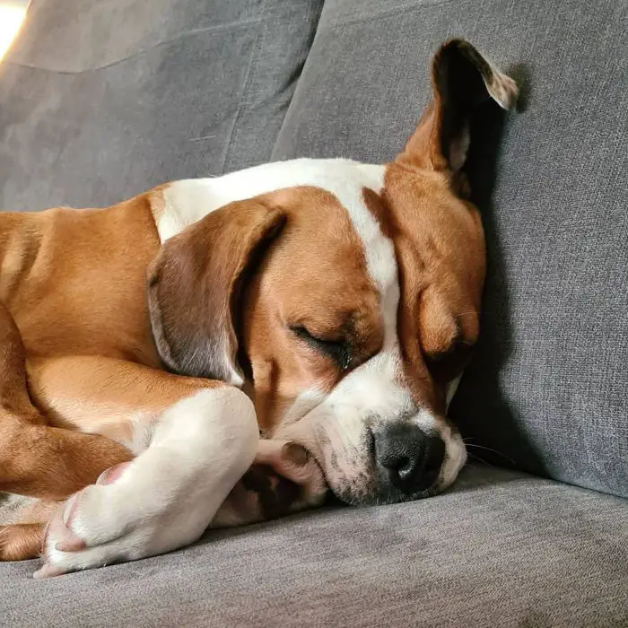 mixed dog sleeping on couch