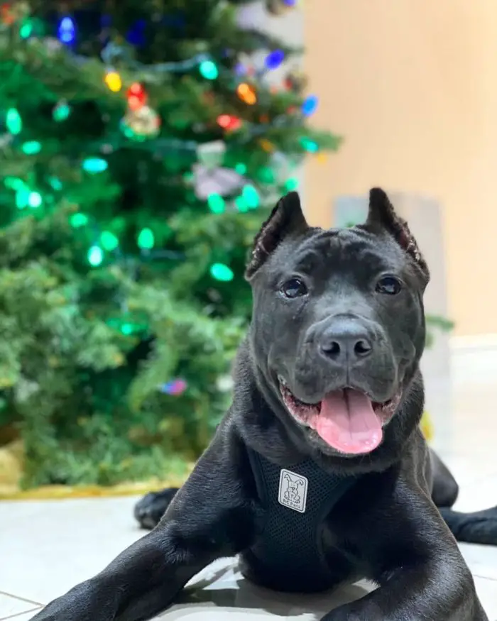 cane corso pit mix with blurred christmas tree background