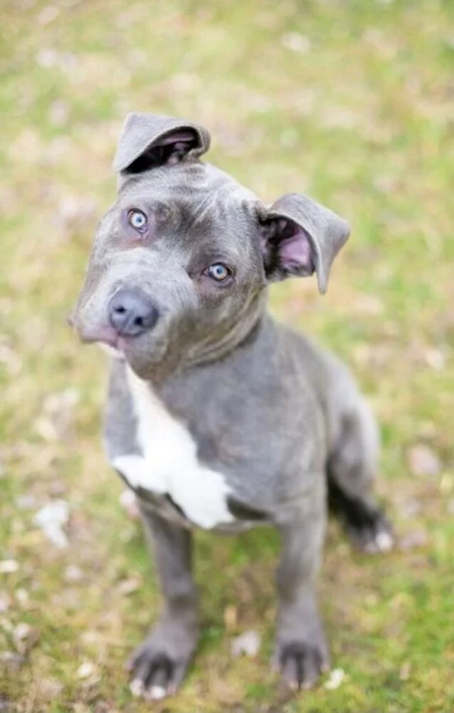 a curious dog looking up