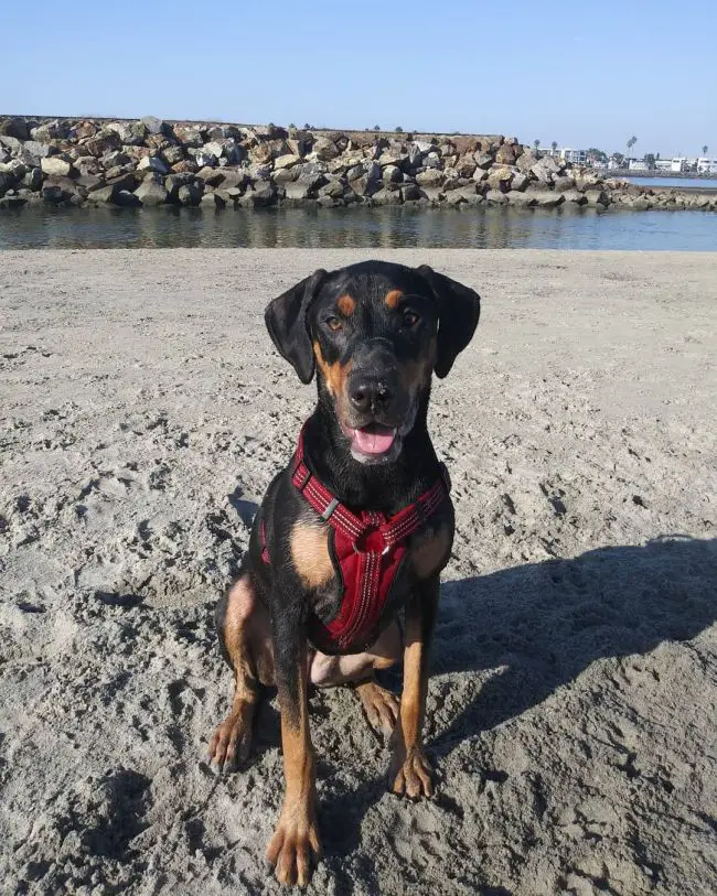 dog happy on the beach