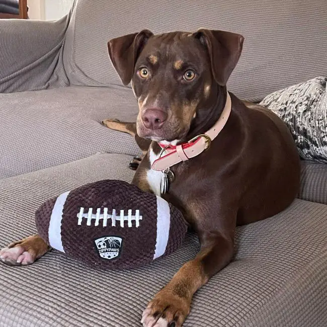 brown dog with a toy