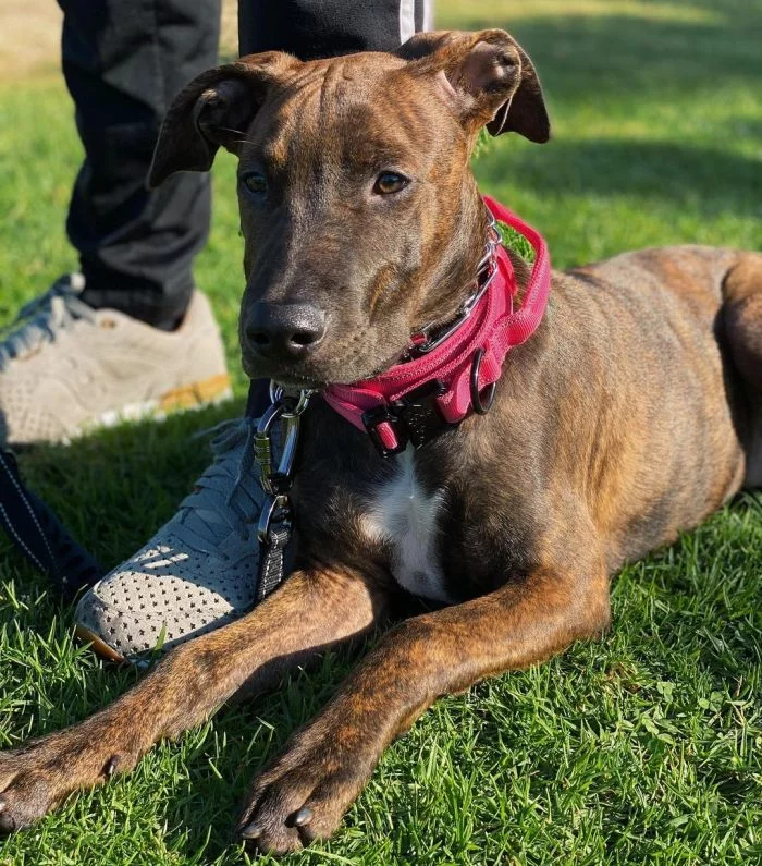 doberman mix with pitbull