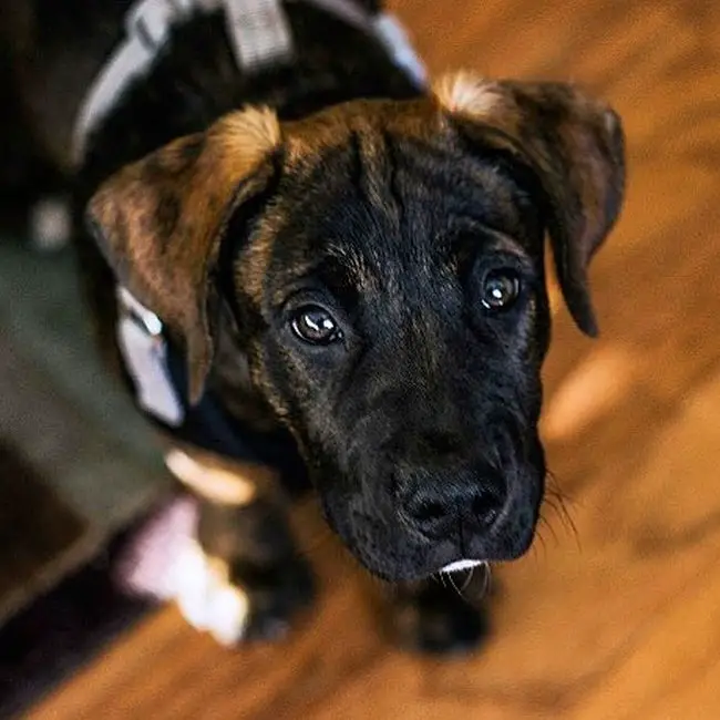 adorable puppy looking up