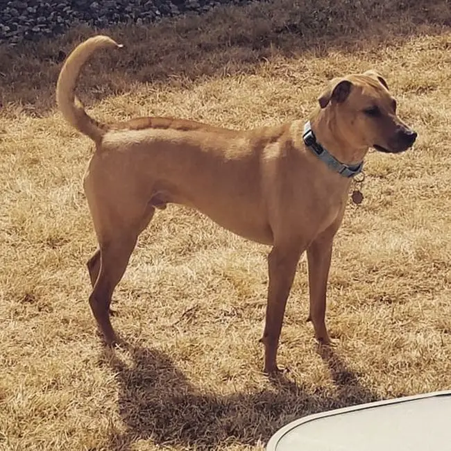 athletic looking pitbull mix 