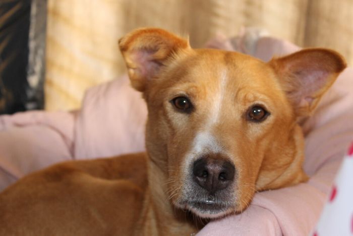 brown adult dog looking at the camera