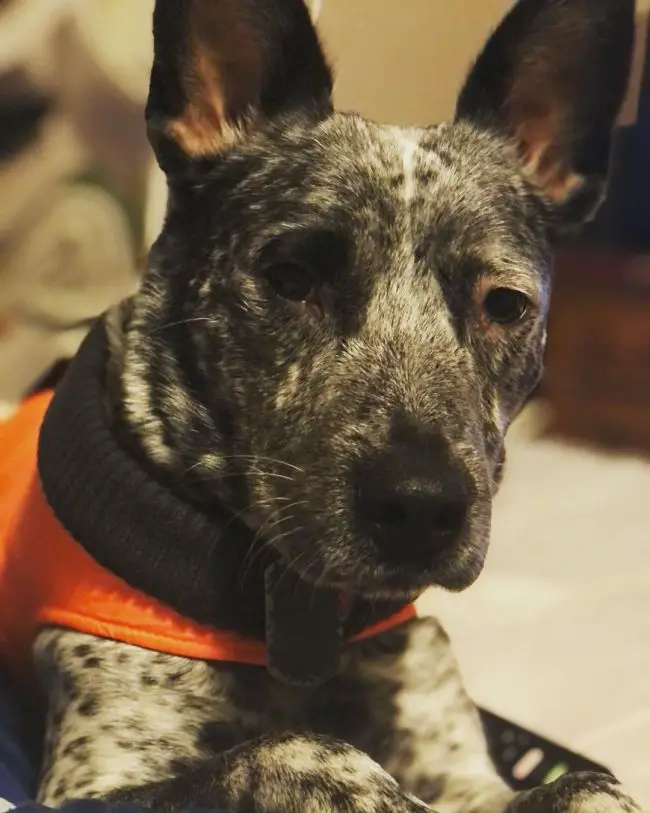 close up of a blue heeler pit mix dog