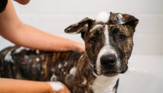 best Dog shampoo for pitbulls