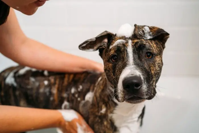 best Dog shampoo for pitbulls