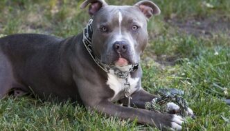 Blue Nose Pit Bull Terrier with gold dog chain collar