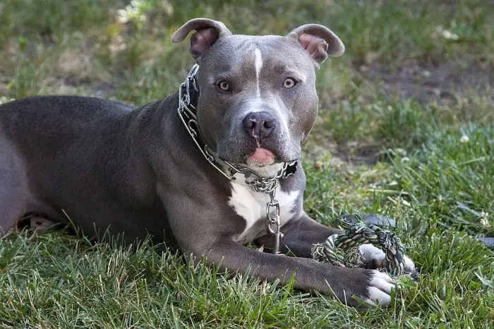 Blue Nose Pit Bull Terrier with gold dog chain collar