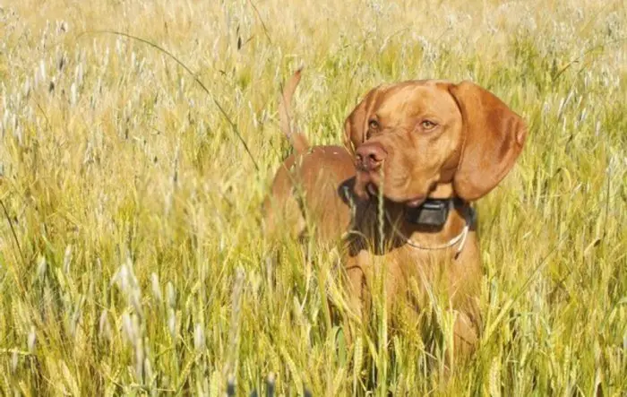 hunting dog using bark collar with remote