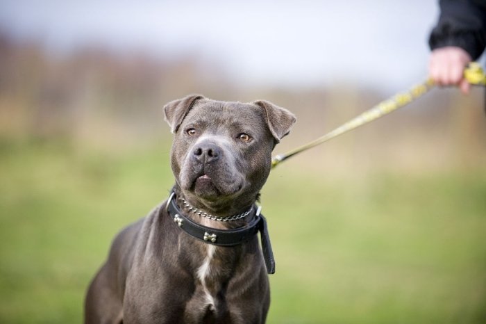 Staffordshire Bull Terrier with chain collar