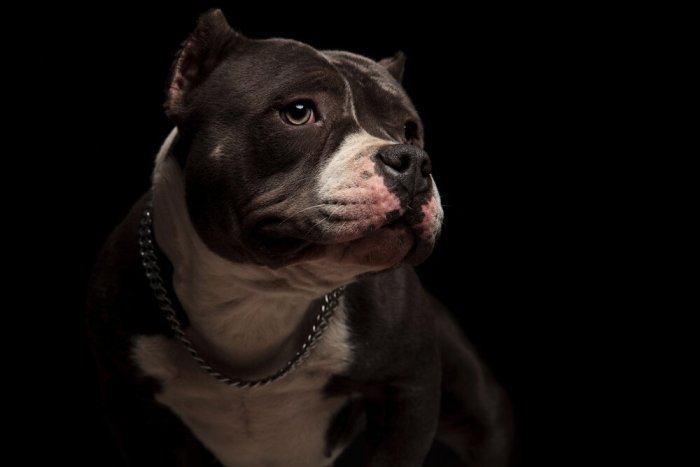 american bully wearing a dog chain collar