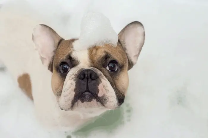 french bulldog taking a bath using dog shampoo