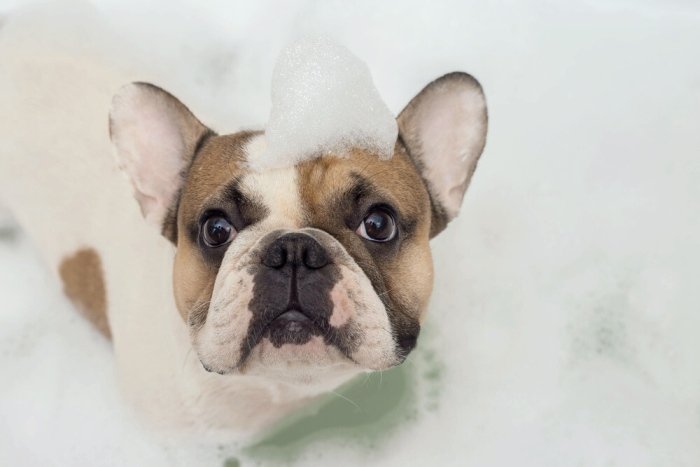 french bulldog taking a bath using dog shampoo