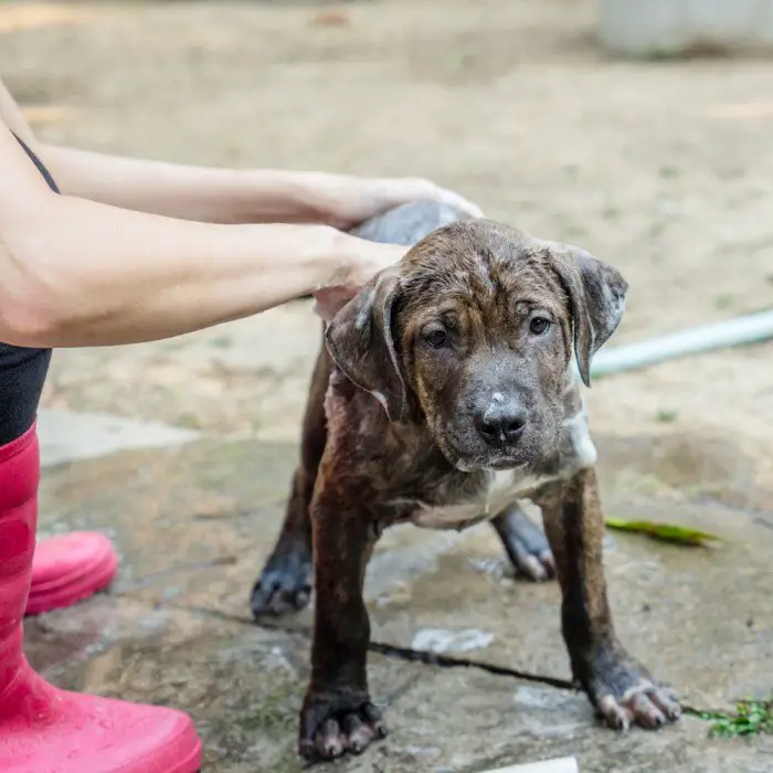 dog shampoo for pitbull puppy