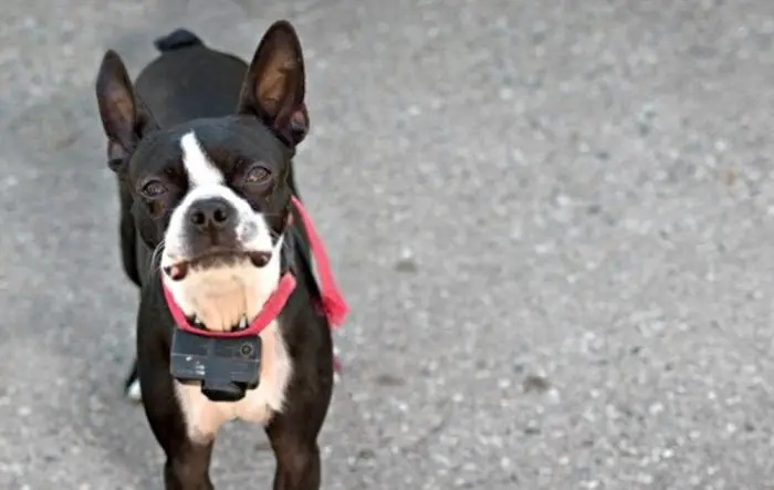 Boston terrier with shock collar