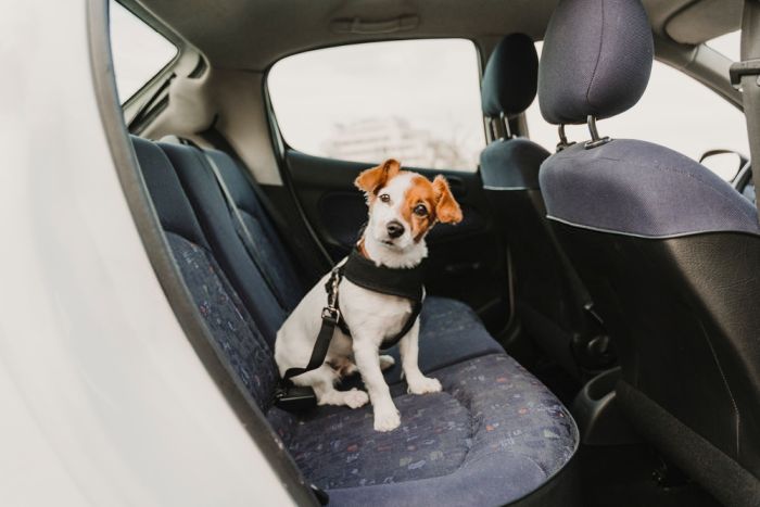 Are Dogs Allowed in a Rideshare Like Uber? ⋆ American Bully Daily