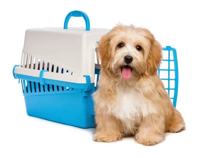 airline approved dog carrier