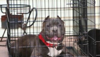 collapsible dog crates for american bully