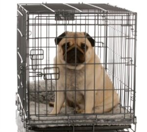 Collapsible Dog Crates: A Space-Saving Solution for Dog Owner ⋆