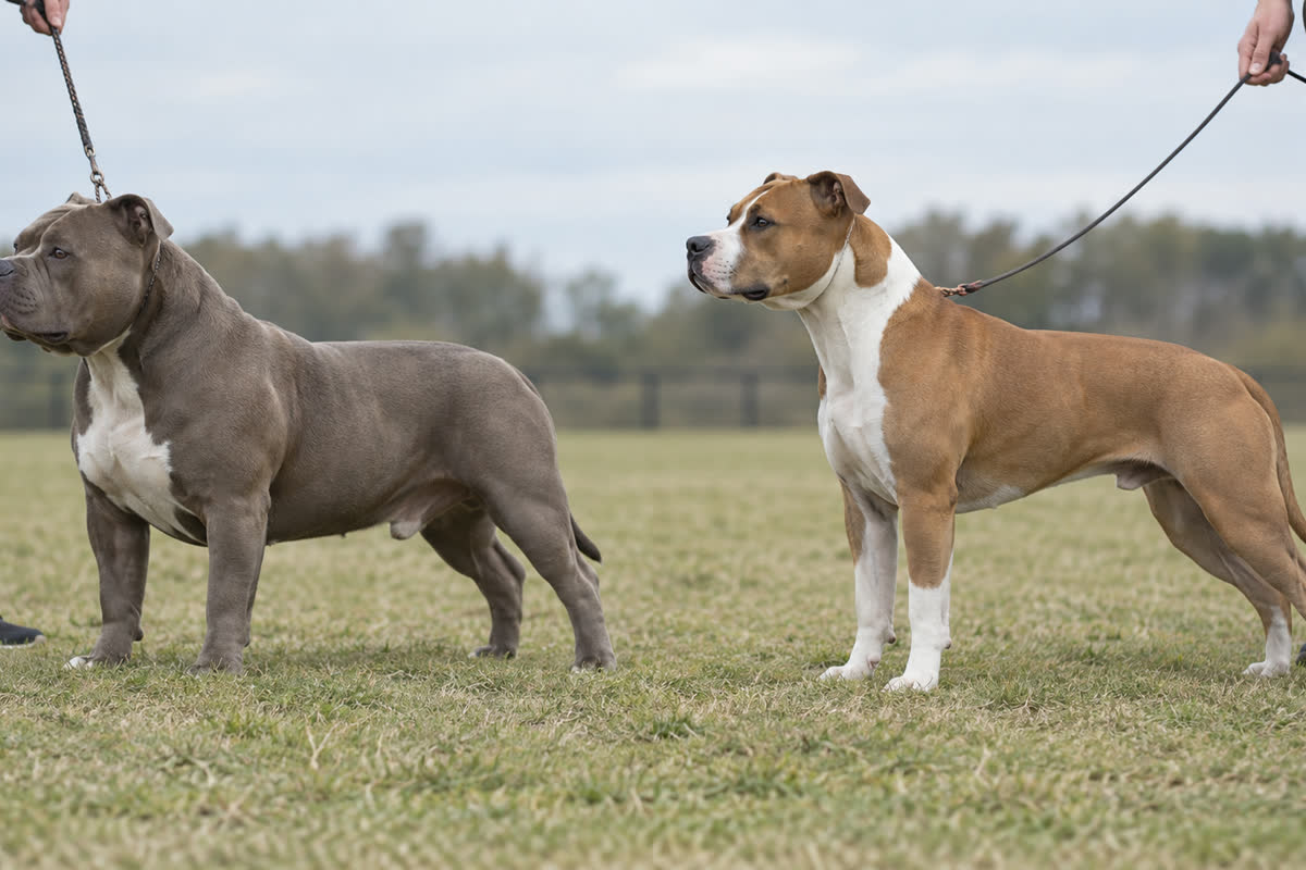 Side profiles of an American Bully and American Staffordshire Terrier