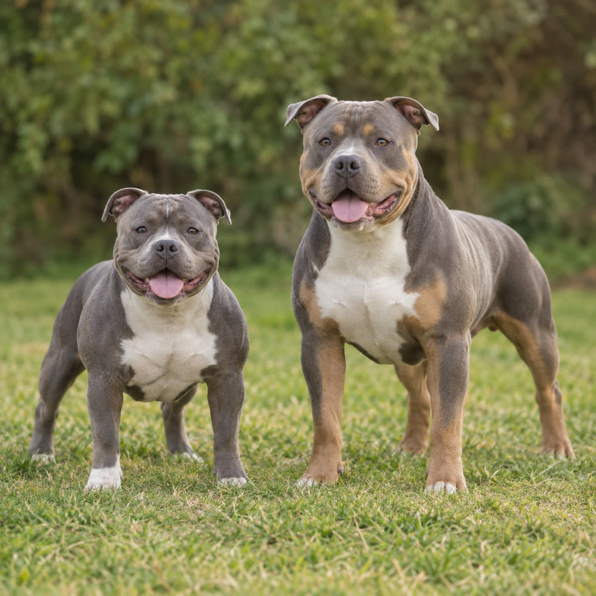 Compact micro-marketed Bully beside a larger Pocket American Bully